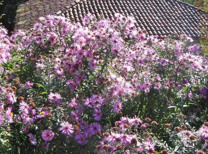 Agriturismo Sogni D' Orto *